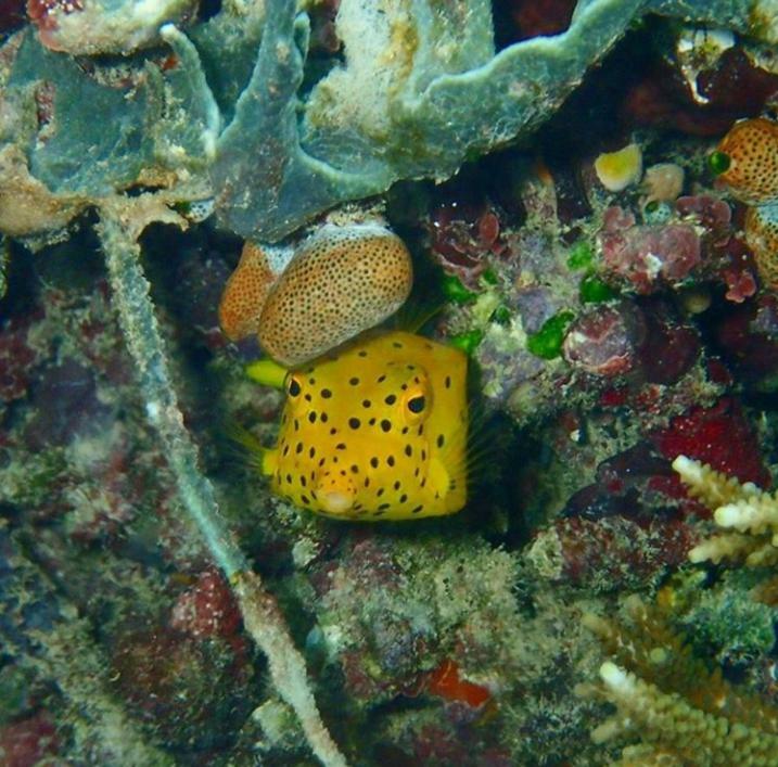 Erens Sauwandarek Guest House Pulau Mansuar Bagian luar foto